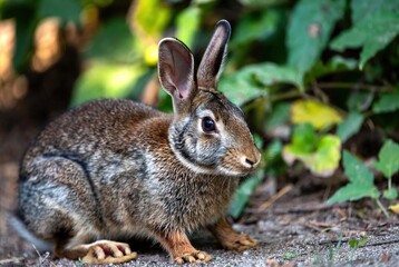 An eastern cottontail rabbit sitting attentively on the ground amidst lush green foliage