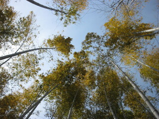 Obraz premium Looking Up at Tall Bamboo Trees with Green and Yellow Leaves Against Blue Sky