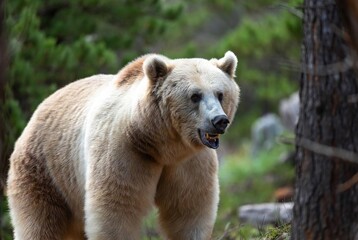 Obraz premium A powerful light-colored bear stands alert in its natural forest habitat