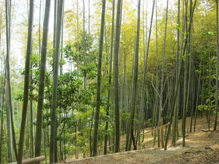 Fototapeta premium Dense Bamboo Forest with Tall Green Stalks and Soft Natural Light