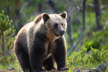 Obraz premium Majestic brown bear standing alert in a sunlit forest wilderness, observing its surroundings