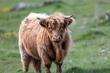 A shaggy brown highland cow with horns stands calmly in a vibrant green pasture