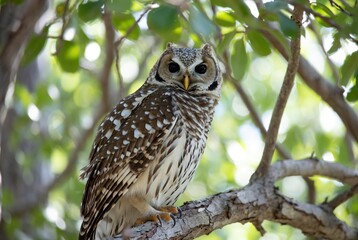 A beautiful spotted owl perches on a rustic tree branch, observing its natural habitat