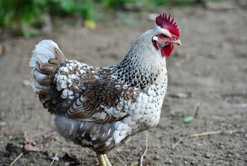 Close-up portrait of a domestic chicken with striking speckled feathers and a vibrant red comb