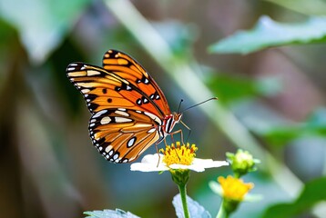 Obraz premium A vibrant orange butterfly delicately sips nectar from a white and yellow flower in nature