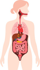 Female digestive system anatomy, internal organ diagram, medical vector illustration, educational biology content, stomach, liver, intestine layout