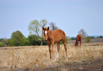 foal grazing in a clearing and a mare in the background