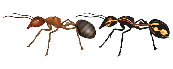 Ant Anatomy Structure with External and Internal Systems Illustration. Detailed Ant Body Anatomy with Digestive and Nervous System Diagram
