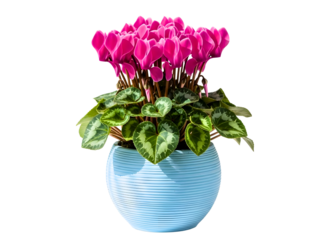 Vibrant pink cyclamen flowers in a light blue decorative pot isolated on transparent background
