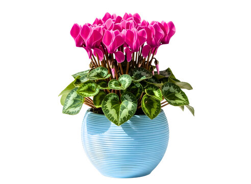 Vibrant pink cyclamen flowers in a light blue decorative pot isolated on transparent background