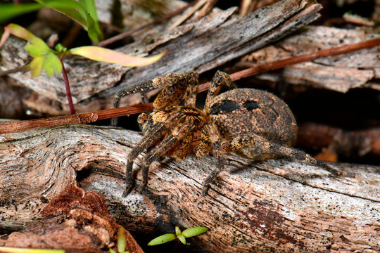 Nosferatu-Spinne (Zoropsis spinimana)