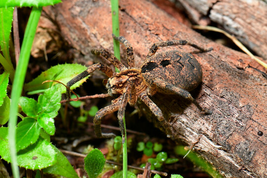 Nosferatu-Spinne (Zoropsis spinimana)