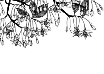 Styrax hand drawn vector illustration. Japanese snowball plant with blooming flowers sketch. Flotal background design. NOT AI generated