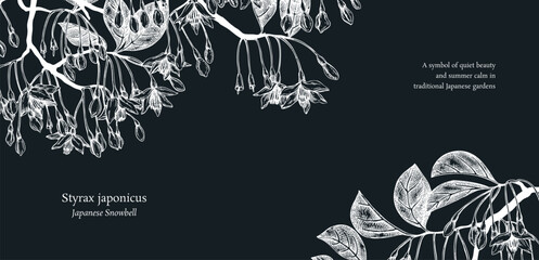 Styrax hand drawn vector illustration. Japanese snowball plant with blooming flowers sketch. Flotal background design. NOT AI generated