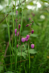 Daboecia cantabrica flowers growing among green vegetation. Natural botanical scene with wild plants in an outdoor environment