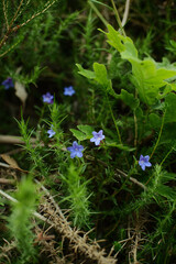 Glandora diffusa flowers growing among green vegetation. Natural botanical scene with wild plants in an outdoor setting