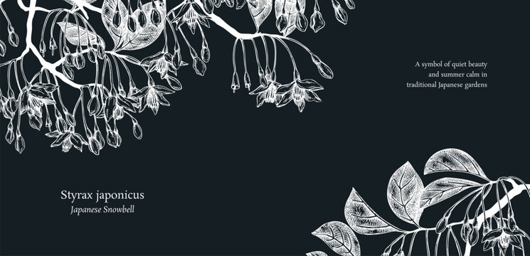 Styrax hand drawn vector illustration. Japanese snowball plant with blooming flowers sketch. Flotal background design. NOT AI generated
