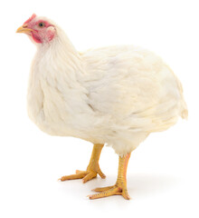 White broiler chicken isolated on white