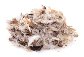 Pile of brown and white chicken feathers isolated on white