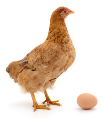 Young brown chicken standing next to a single brown egg isolated on white