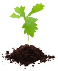 Small green oak sapling growing in a pile of soil isolated on white