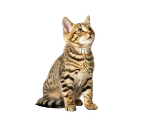 Cute tabby kitten sitting and looking up with curiosity isolated on transparent background