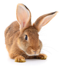 Obraz premium Cute brown rabbit lying down and looking at the camera isolated on white