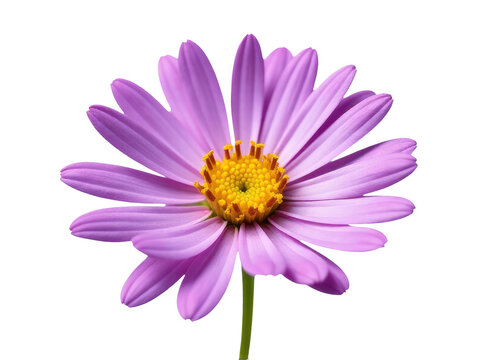 Close-up shot of a purple flower against a white background