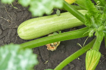 Obraz premium Fresh green zucchini growing in garden soil surrounded by leaves and buds.