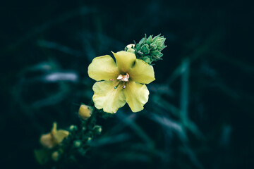 A close up of a yellow Mullein flower on a meadow
