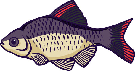 Colorful Barb (Cyprinidae) Illustration 3