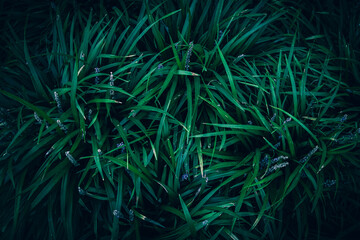 A close up of green Big blue lilyturf leaves with small flowers