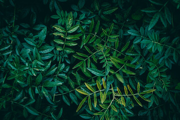 Liquorice plant green leaves texture pattern