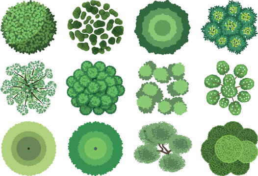 Collection of various green algae or plant cells in different shapes and sizes