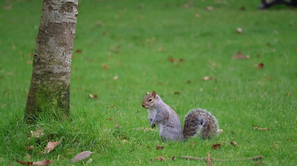 Fototapeta premium squirrel on the grass