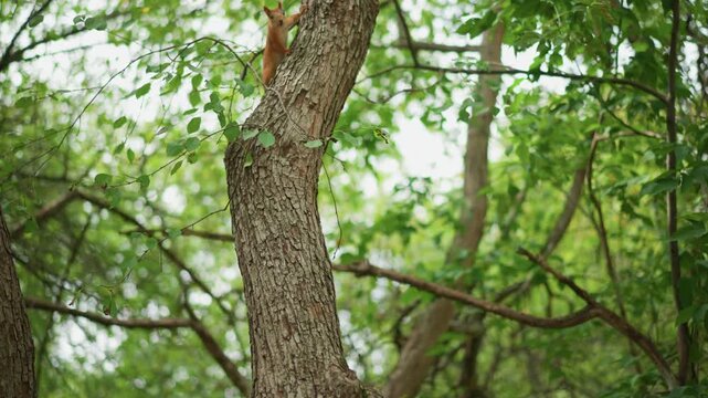 Squirrel Clinging To Tree Trunk Among Leaves And Branches, Agile Rodent Foraging And Scampering, Close Framing On Bark And Bushy Tail, Playful Wildlife Moment In Green Woodland Habitat