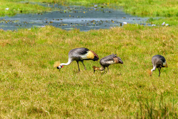 Fototapeta premium Gray crowned crane or Balearica regulorum with two adults and juvenile offspring family foraging in field