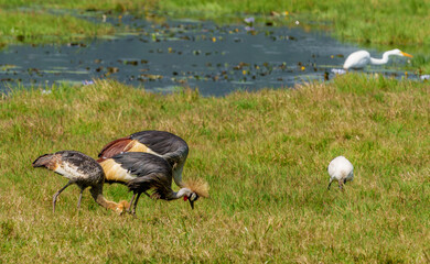 Fototapeta premium Gray crowned crane or Balearica regulorum with juvenile offspring family foraging in field