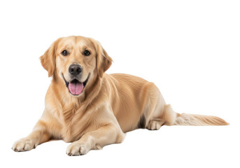 A happy golden retriever dog lying down isolated on transparent background for pet care, branding, and web design