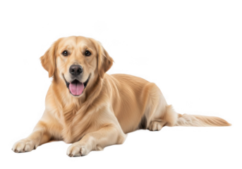 A happy golden retriever dog lying down isolated on transparent background for pet care, branding, and web design