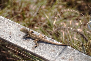 lizard on the stone