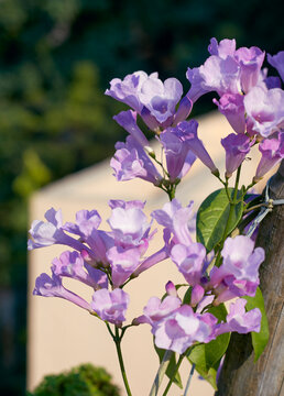 vibrant pink-lilac hued floral clusters in garlic vine (Mansoa alliacea) plant, a tropical, ornamental flowering vine native to South America. The leaves of this vine smell like garlic when crushed.