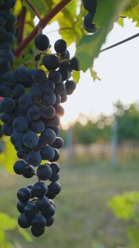 Ripe blue grapes in a vineyard in the evening sun, handheld camera