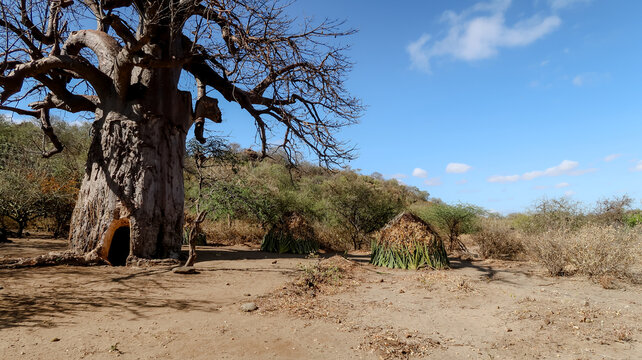 Baobab tree and Hadzabe huts in Tanzania village setup