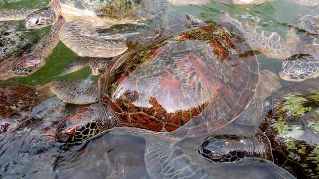 Green turtles swimming in Zanzibar waters