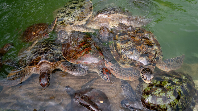 Green turtles swimming in clear waters of Zanzibar