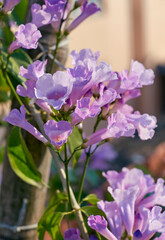 Obraz premium vibrant pink-lilac hued floral clusters in garlic vine (Mansoa alliacea) plant, a tropical, ornamental flowering vine native to South America. The leaves of this vine smell like garlic when crushed.