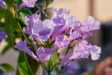 Fototapeta premium vibrant pink-lilac hued floral clusters in garlic vine (Mansoa alliacea) plant, a tropical, ornamental flowering vine native to South America. The leaves of this vine smell like garlic when crushed.