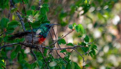 Bathing time for a male greater double-collared sunbird.
