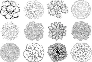 Botanical illustrations of various plant cells and tissues
